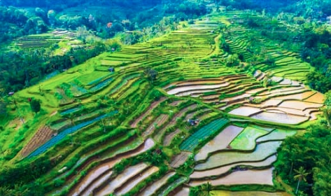 beautiful green, lush rice terrace in Bali 